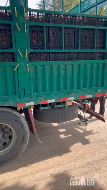 高度25厘米超级凤仙花