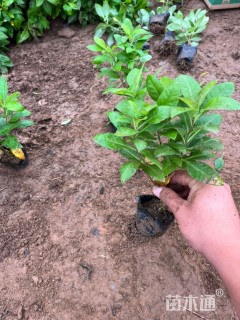 高度30厘米宿根福禄考