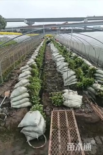 高度25厘米地中海荚蒾