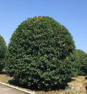 高度480厘米丛生桂花