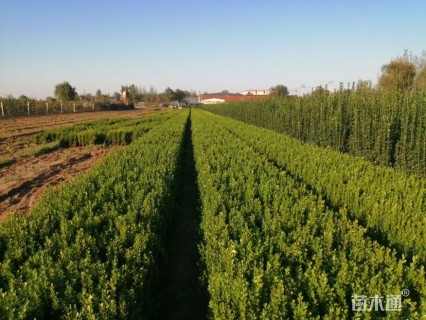 高度45厘米瓜子黄杨