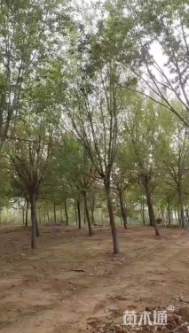 10公分飞蛾槭