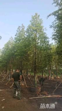 12公分水杉