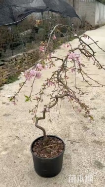 1.8公分樱花