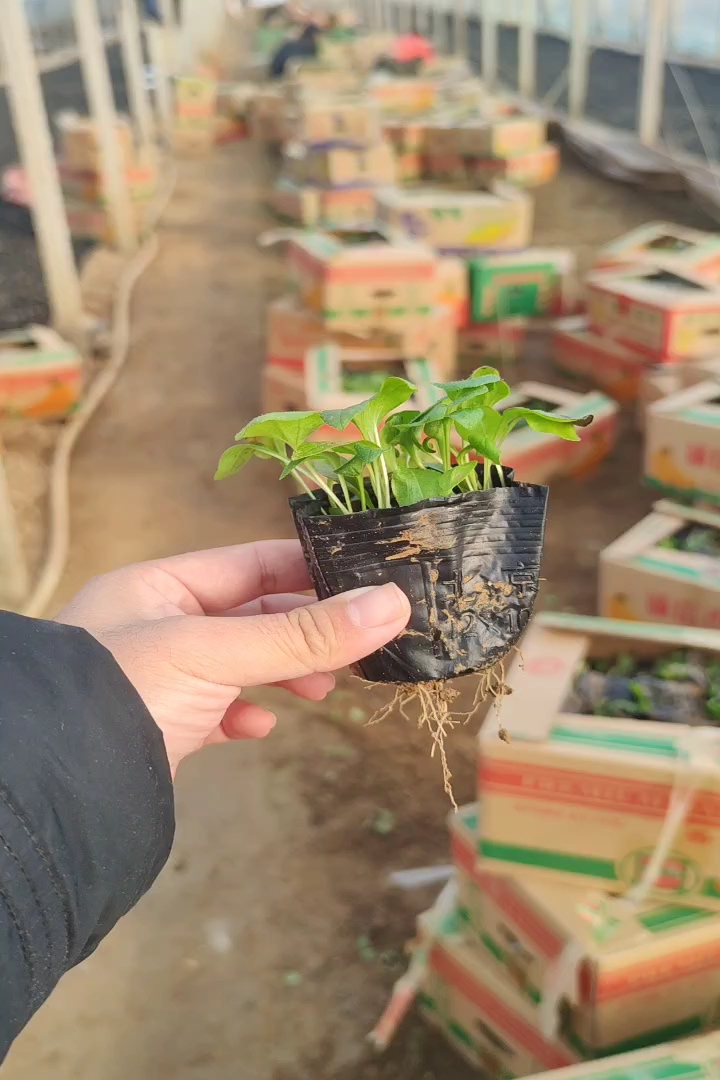 高度20厘米松果菊（盛会）