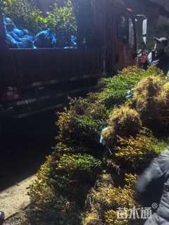 高度30厘米小叶黄杨