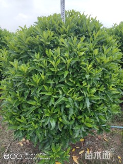 高度180厘米非洲茉莉球