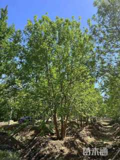 高度600厘米丛生白蜡