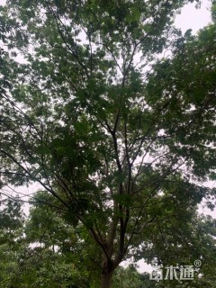 15公分合欢