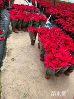 高度50厘米一品红