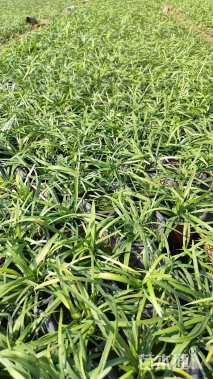 高度10厘米兰花