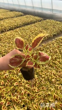 高度30厘米彩叶草