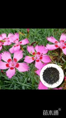 常夏石竹种子