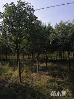 15公分红叶石楠