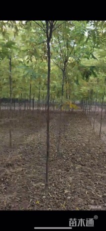 5公分红花洋槐
