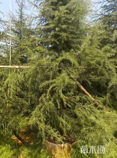 高度300厘米雪松