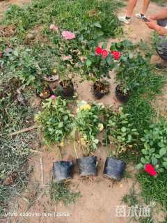 高度50厘米丰花月季