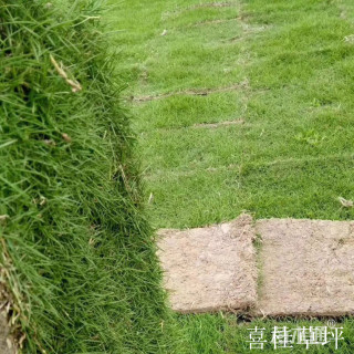 混播黑麦草