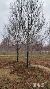 12公分美国红枫-红冠