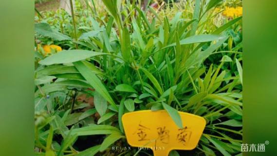 高度10厘米金娃娃萱草