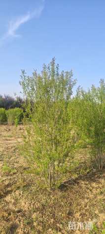 高度250厘米丛生石榴