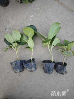 高度15厘米八仙花