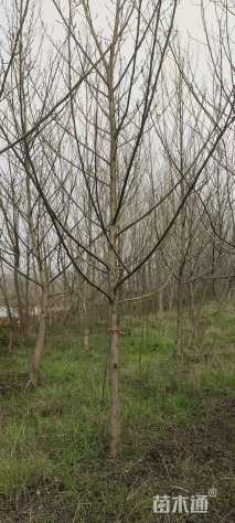 17公分枫杨