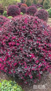 冠幅120厘米红花继木球