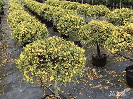 30厘米五彩络石