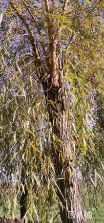 12公分金丝垂柳