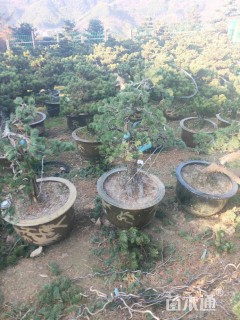 高度75厘米金叶五针松