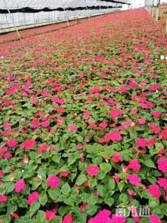 高度15厘米非洲凤仙