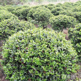 冠幅200厘米茶梅球