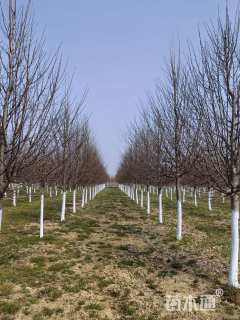 10公分欧洲小叶椴