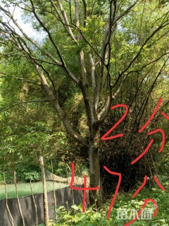 40公分朴树