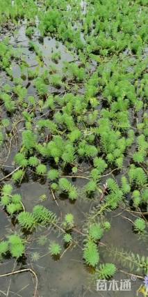 高度50厘米狐尾藻
