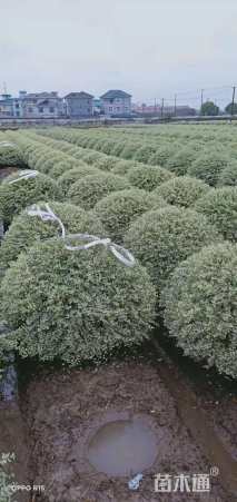 冠幅100厘米银姬小蜡球