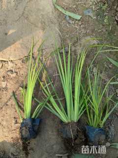 高度25厘米金叶石菖蒲