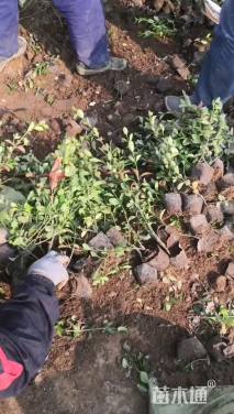 50厘米大叶扶芳藤