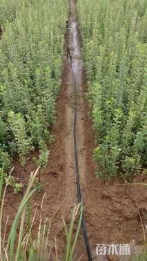 高度50厘米金边黄杨