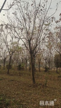 18公分黄山栾树