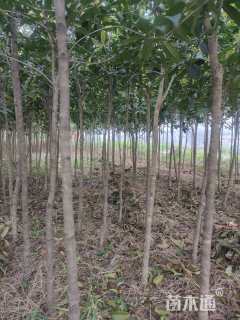 5公分金桂