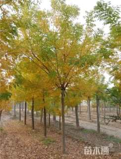 7公分黄金槐