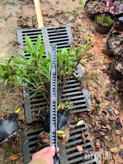 高度35厘米毛鹃