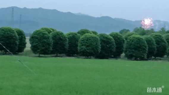 高度350厘米丛生桂花