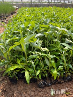 高度29厘米醉鱼草