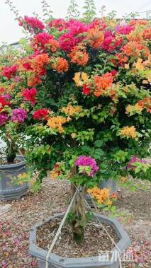 5公分造型三角梅