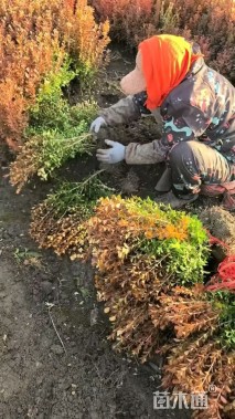 高度40厘米小叶黄杨