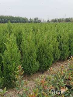 高度110厘米蜀桧