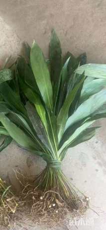 高度50厘米一叶兰